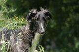 BARZOI 184
